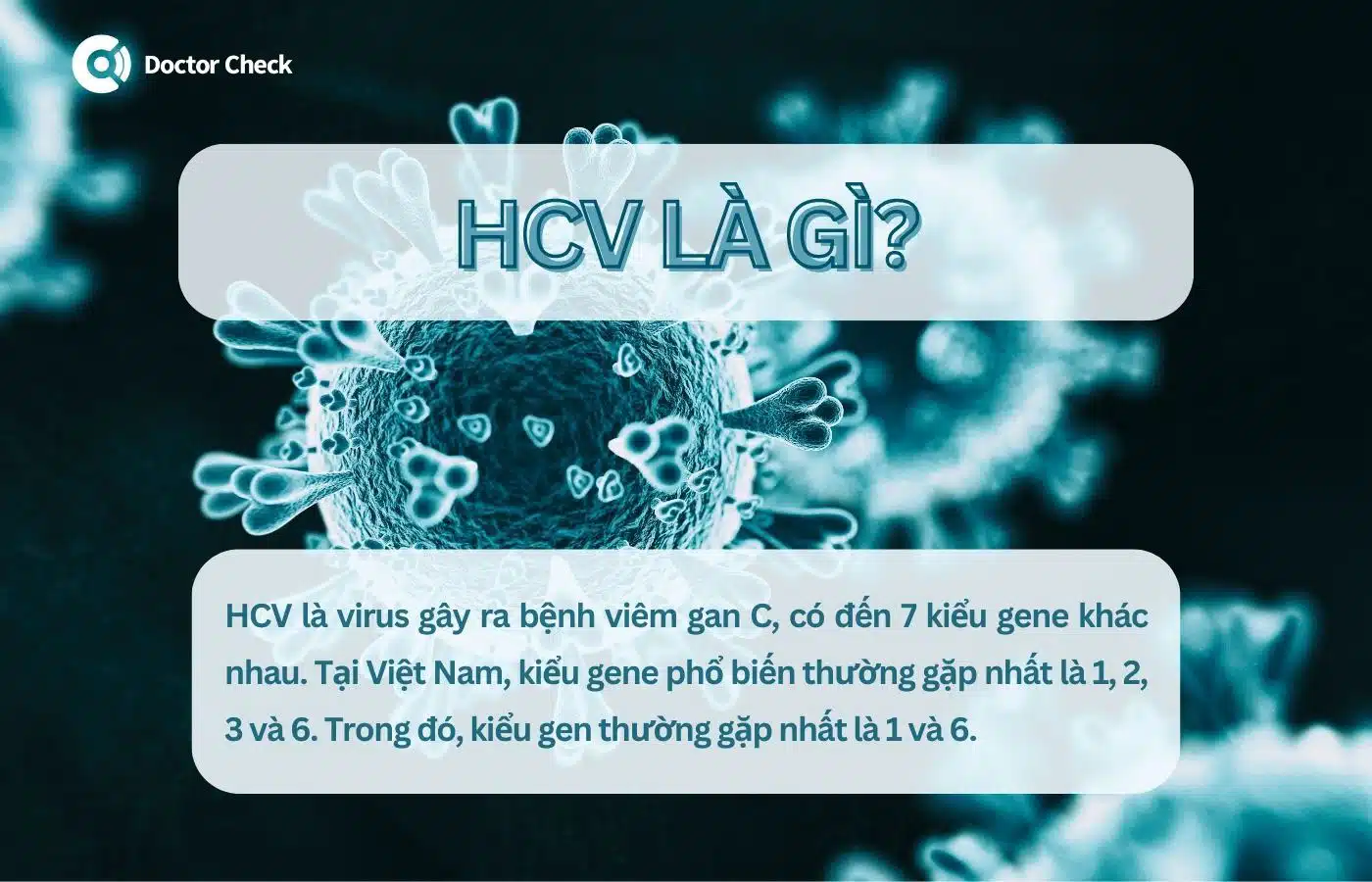 HCV là gì?