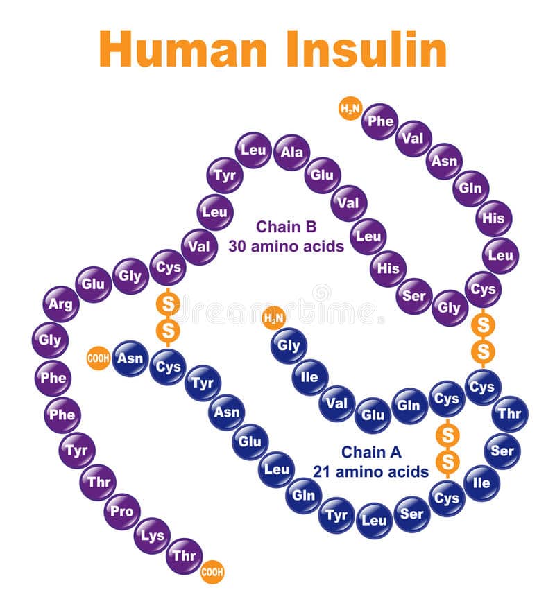 Hormon kiểm soát đường huyết - Insulin
