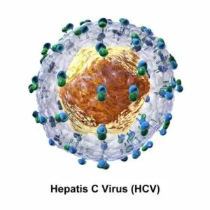 HCV thuộc họ Flaviviridae, giống Hepacivirus