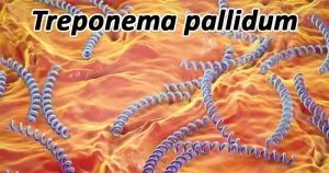 Bệnh giang mai là một bệnh nguy hại do xoắn khuẩn Treponema pallidum gây ra