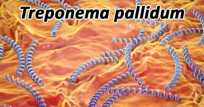 Bệnh giang mai là một bệnh nguy hại do xoắn khuẩn Treponema pallidum gây ra
