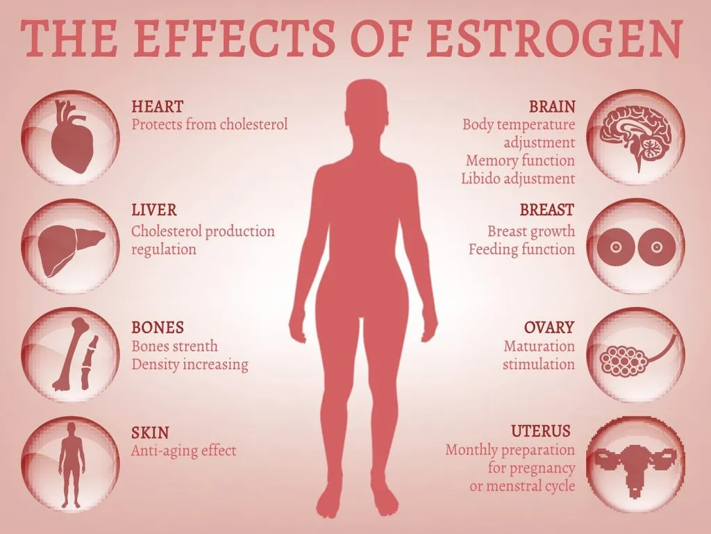 Estrogen tham gia vào quy trình phát triển và duy trì kiểu hình nữ