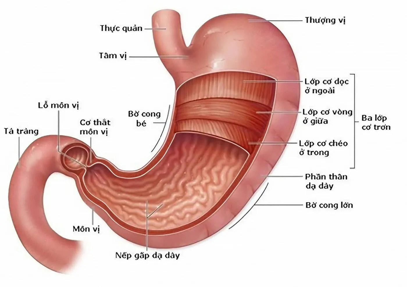 Giải phẫu dạ dày - Hình dáng và cấu tạo của dạ dày, bao tử