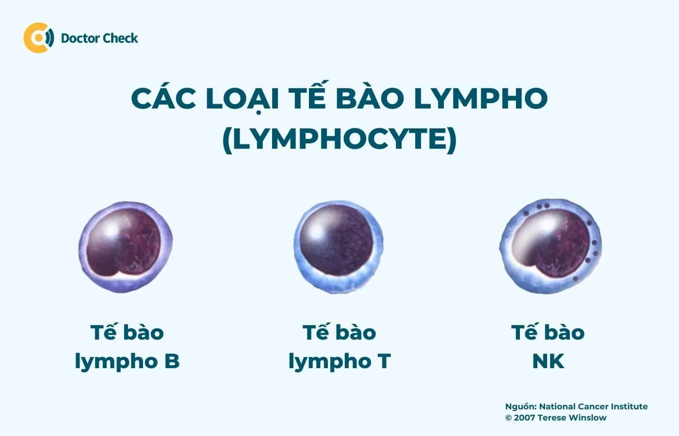 Các loại tế bào lympho