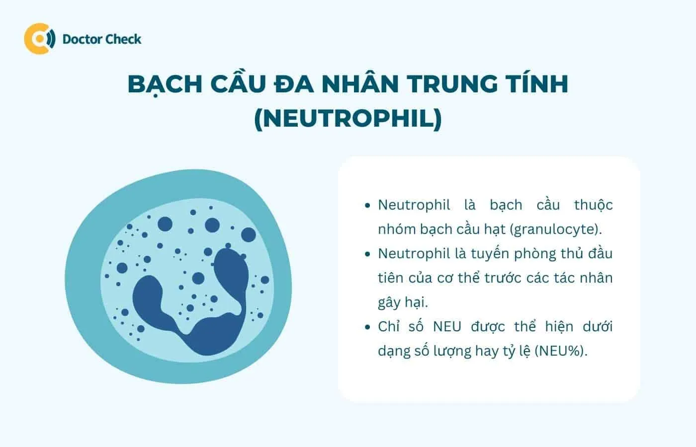 Bạch cầu nhiều nhân trung tính (neutrophil) là gì?