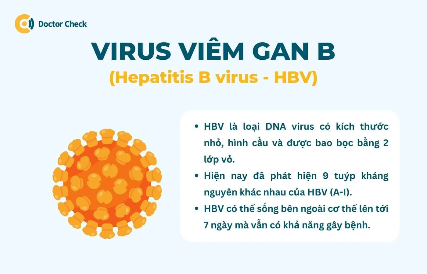 HBV (virus viêm gan b) là gì?